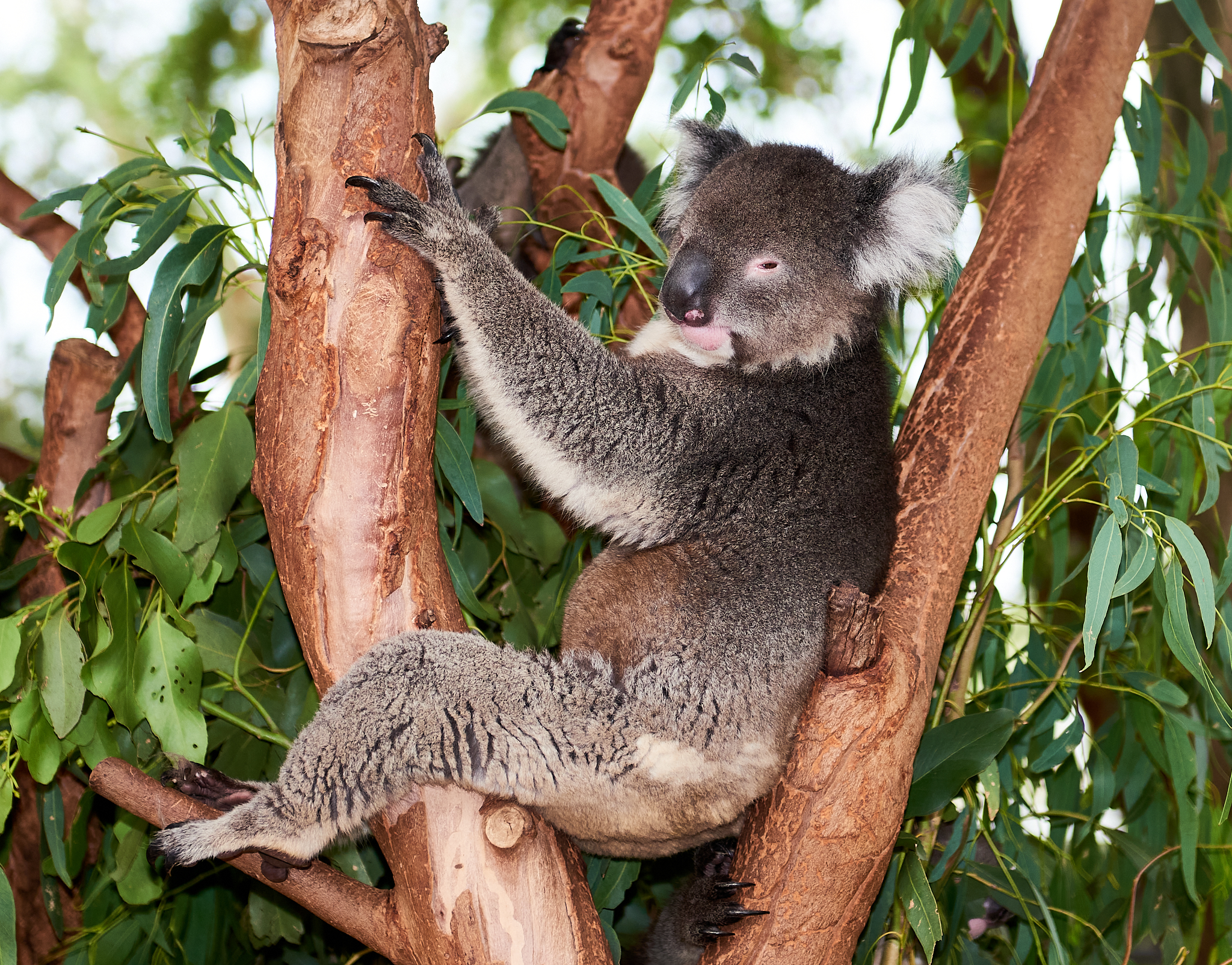 20180123 084 호주 페더데일 와일드 라이프 공원